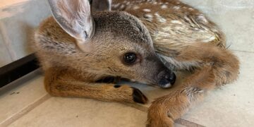 Salva chofer a venadita en carretera y la entrega al RAMM