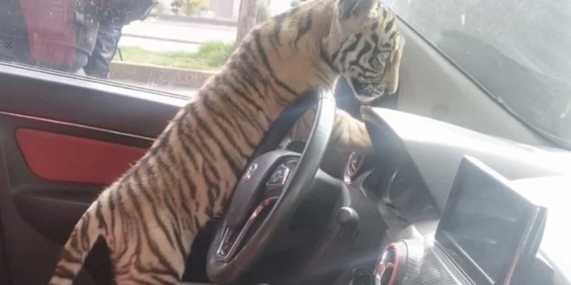 El joven de 22 años de edad argumentó que su padre había comprado el tigre de bengala por una cantidad de 75 mil pesos.