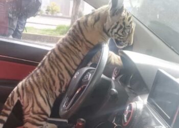 El joven de 22 años de edad argumentó que su padre había comprado el tigre de bengala por una cantidad de 75 mil pesos.