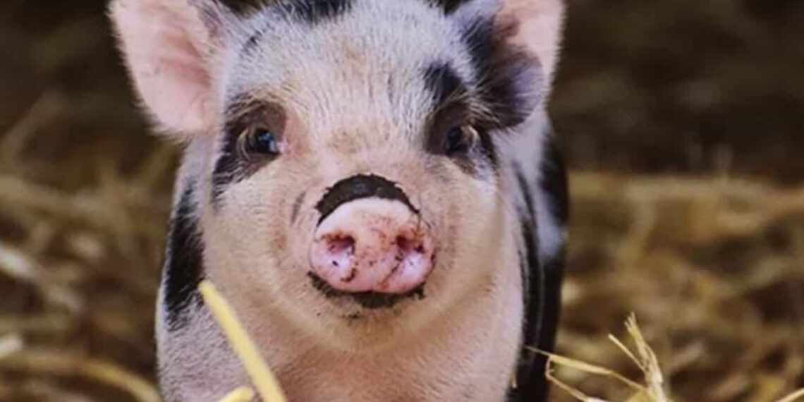 Es el más reciente de una serie de acontecimientos que han renovado las esperanzas en torno a los trasplantes de órganos animales a humanos.