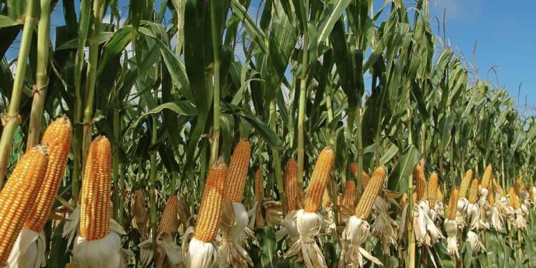 El proyecto estaría generando mil empleos y beneficiará a 20 mil agricultores de maíz.