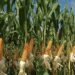 El proyecto estaría generando mil empleos y beneficiará a 20 mil agricultores de maíz.