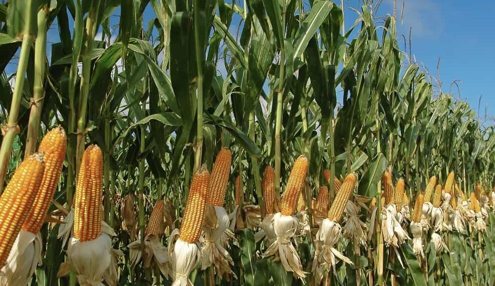 El proyecto estaría generando mil empleos y beneficiará a 20 mil agricultores de maíz.