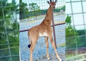 El animal se encuentra en el Brights Zoo en Tennessee, Estados Unidos.