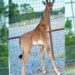 El animal se encuentra en el Brights Zoo en Tennessee, Estados Unidos.