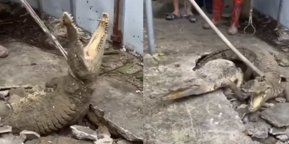 Los vecinos escucharon ruidos en las profundidades, así que cavaron para tratar de buscar lo que había bajo sus pies.