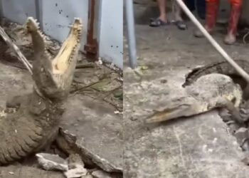 Los vecinos escucharon ruidos en las profundidades, así que cavaron para tratar de buscar lo que había bajo sus pies.