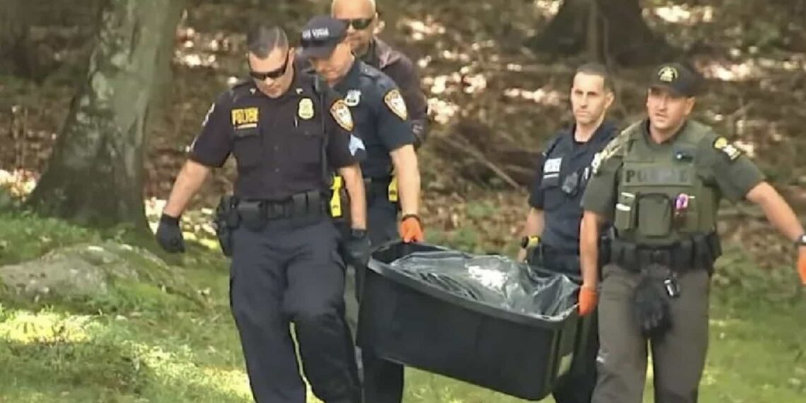 Las autoridades atacaron al oso para poder tranquilizarlo y revisar si tenía rabia.