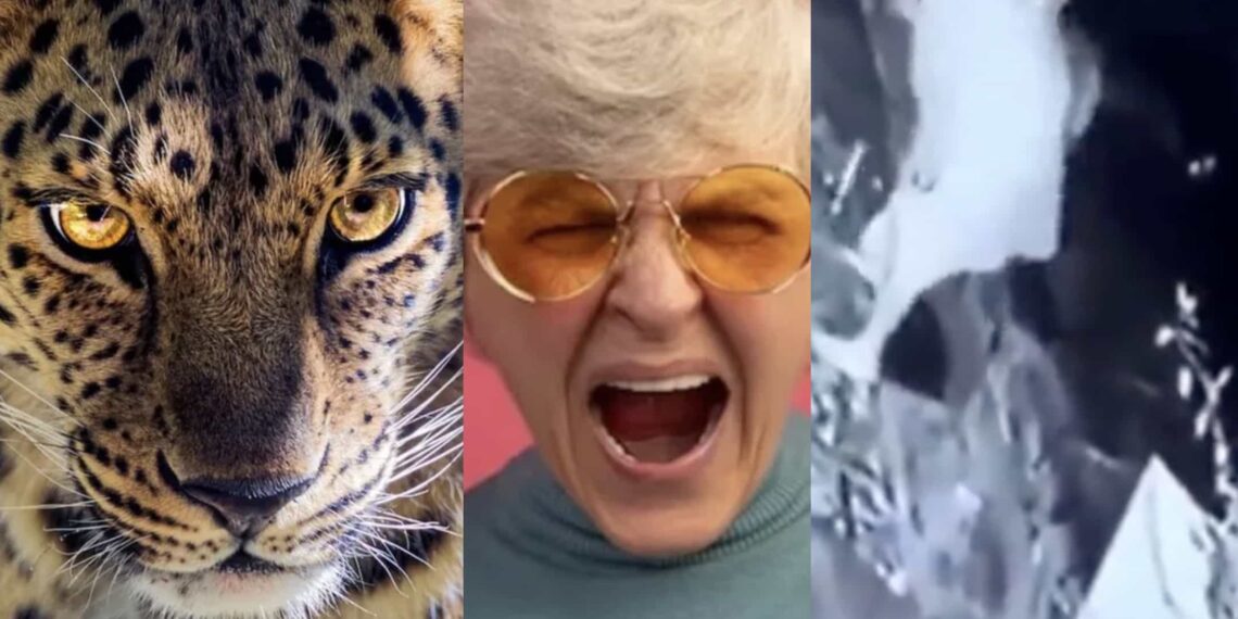 Un video muestra el momento en que una abuelita peleó contra un jaguar en el portón de su casa.