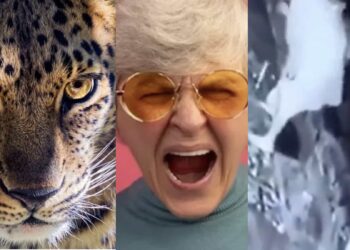 Un video muestra el momento en que una abuelita peleó contra un jaguar en el portón de su casa.