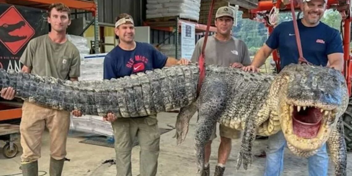 Los cazadores indicaron que les tomó más de siete horas capturar al cocodrilo.