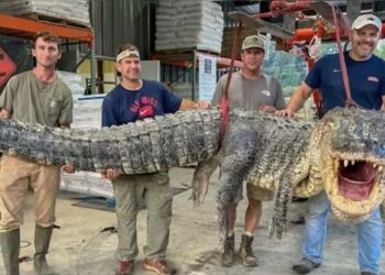 Los cazadores indicaron que les tomó más de siete horas capturar al cocodrilo.