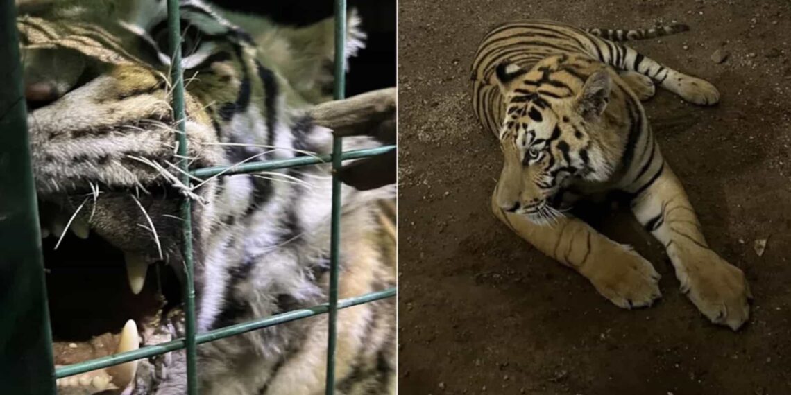 Autoridades mencionan que el animal escapó de una finca que ya está clausurada.