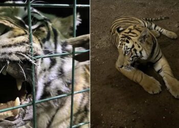 Autoridades mencionan que el animal escapó de una finca que ya está clausurada.