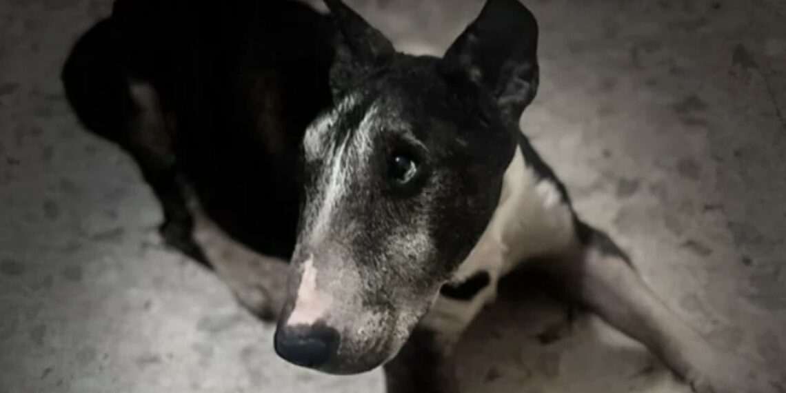 La afectada refirió que las mujeres son sus vecinas por lo que pide sean castigadas por lo que hicieron.