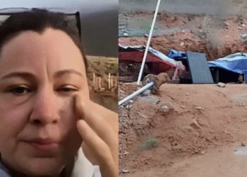 La compañía envió maquinaria pesada la cual destruyó el lugar con los animalitos dentro.