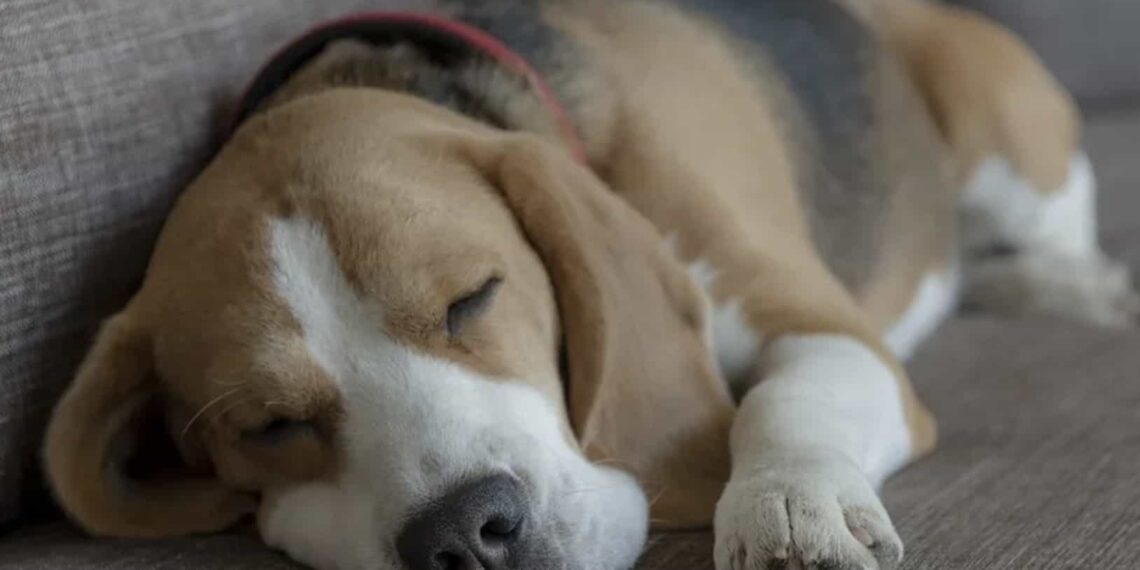 El perrito ya es grande de edad y tiene una enfermedad avanzada.