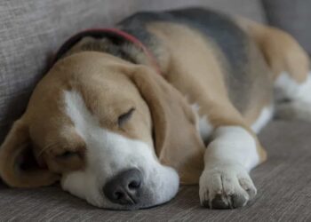 El perrito ya es grande de edad y tiene una enfermedad avanzada.
