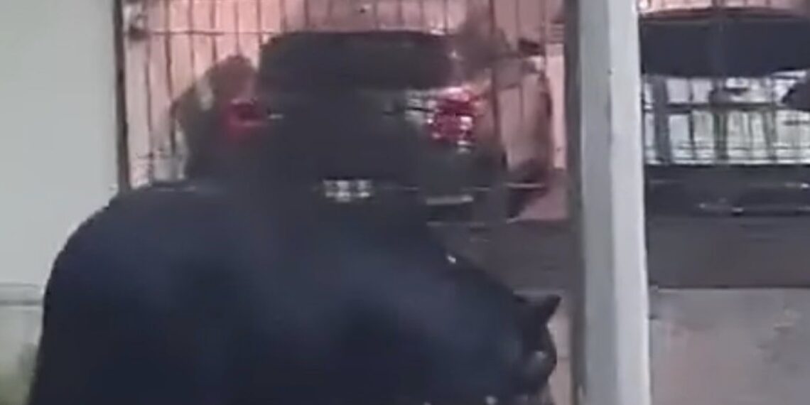 Un enorme oso fue captado en video paseándose en la colonia Ciudad Satélite en el municipio de Monterrey.