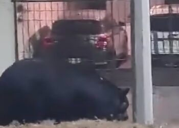 Un enorme oso fue captado en video paseándose en la colonia Ciudad Satélite en el municipio de Monterrey.