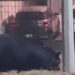 Un enorme oso fue captado en video paseándose en la colonia Ciudad Satélite en el municipio de Monterrey.