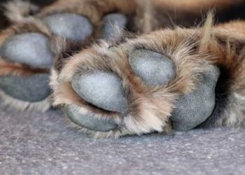 De acuerdo a la carpeta de investigación en su contra, el imputado atacó el pasado 2 de agosto al canino de nombre “Rirry”