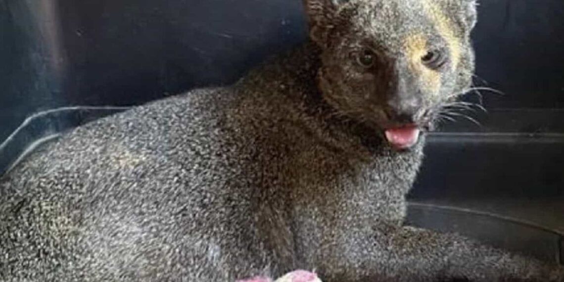 Un jaguarundi fue capturado por autoridades al noreste de Mérida, Yucatán; había atacado a una mujer de edad avanzada dejándola lesionada.