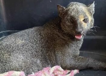 Un jaguarundi fue capturado por autoridades al noreste de Mérida, Yucatán; había atacado a una mujer de edad avanzada dejándola lesionada.
