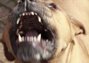 En redes sociales, los usuarios exigen que el dueño del perro se entregue a las autoridades.