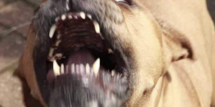 En redes sociales, los usuarios exigen que el dueño del perro se entregue a las autoridades.