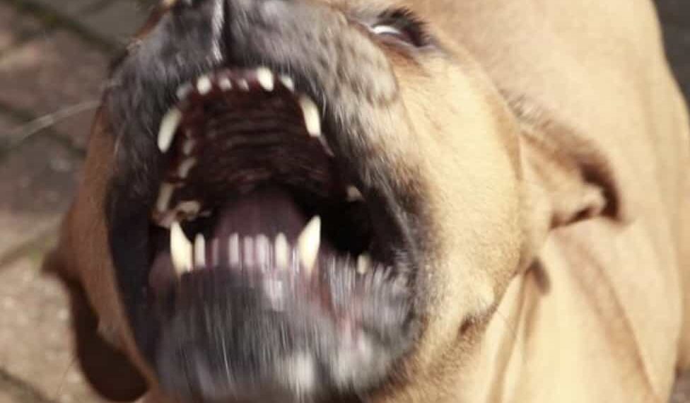 En redes sociales, los usuarios exigen que el dueño del perro se entregue a las autoridades.