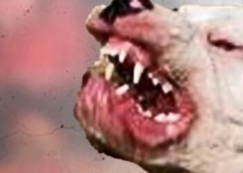 De acuerdo con los primeros reportes, un menor de edad identificado como Zoren Miguel de 5 años, fue atacado por un pitbull que estaba solo en la calle; el menor iba de la escuela a su casa