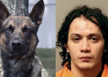 El maleante había sido condenado a cadena perpetua, por lo que decidió escapar, pero fue detenido.