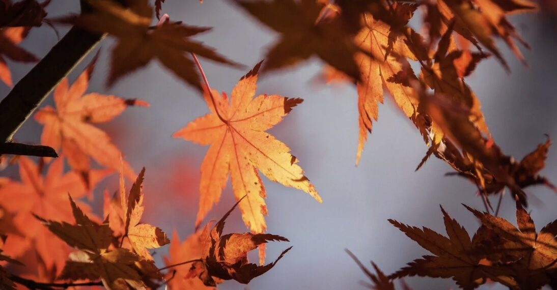 Esta estación del año se caracteriza por el descenso paulatino de las temperaturas y sobre todo por la caída de las hojas de los árboles.