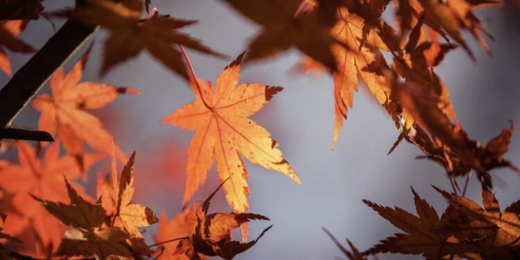 Esta estación del año se caracteriza por el descenso paulatino de las temperaturas y sobre todo por la caída de las hojas de los árboles.