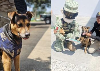Cadete ahora será entrenado para ser un perrito de rescate, además ahora tiene un hogar cálido donde comer y dormir.
