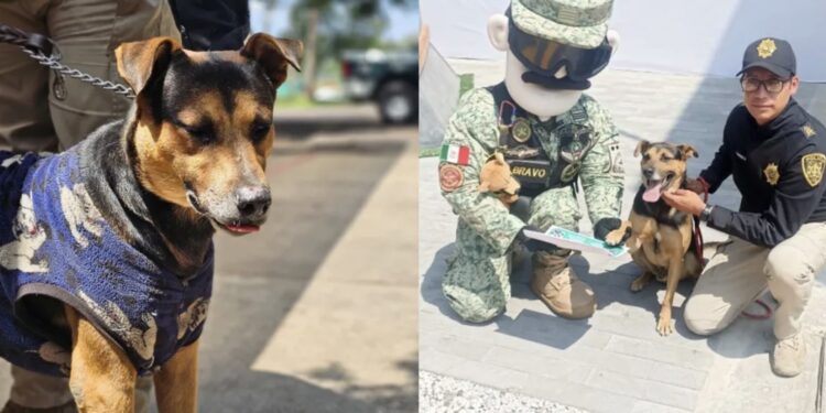 Cadete ahora será entrenado para ser un perrito de rescate, además ahora tiene un hogar cálido donde comer y dormir.
