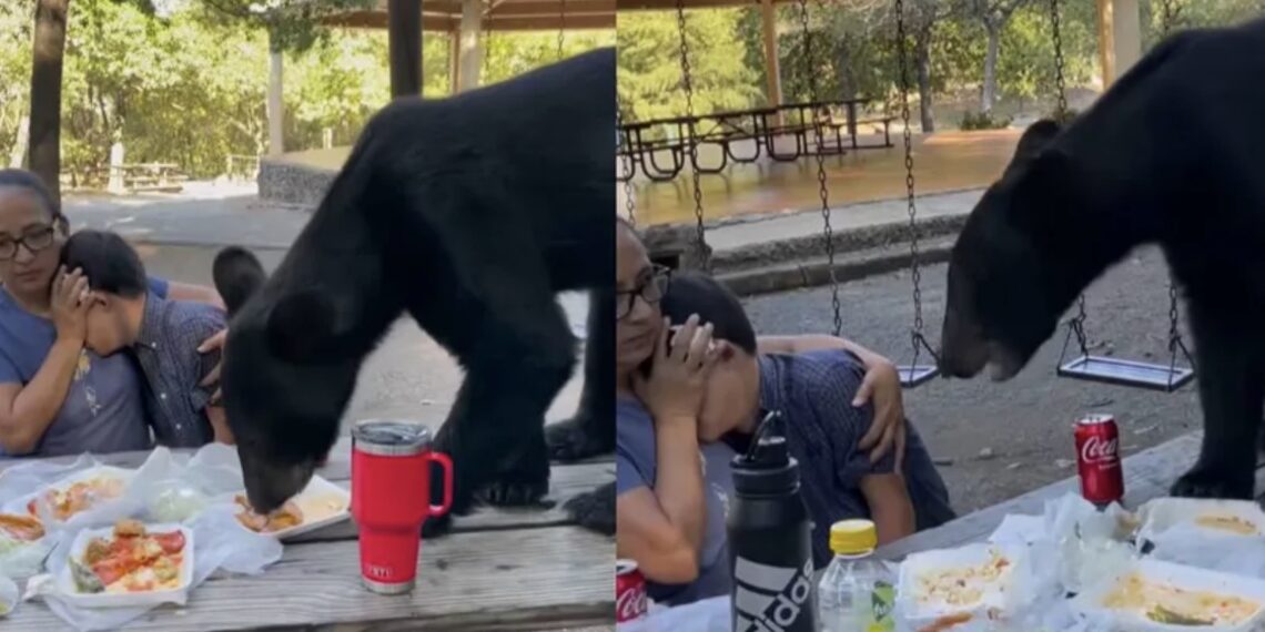 En redes sociales se viralizó un video donde se muestra que una madre y su pequeño hijo viven momentos de angustia al ver al gran oso frente a ellos.