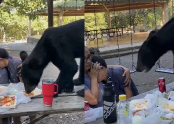 En redes sociales se viralizó un video donde se muestra que una madre y su pequeño hijo viven momentos de angustia al ver al gran oso frente a ellos.