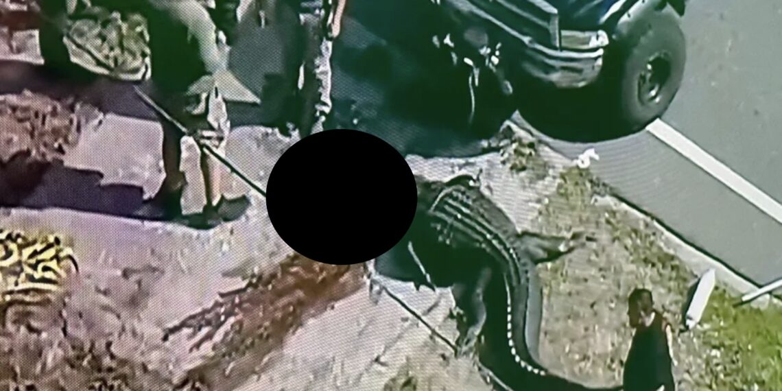 Un vecino afirmó haber visto al cocodrilo arrastrar el cuerpo inerte de la víctima hasta arrancarle el torso.