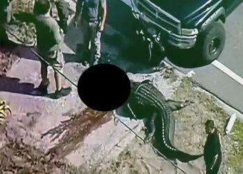 Un vecino afirmó haber visto al cocodrilo arrastrar el cuerpo inerte de la víctima hasta arrancarle el torso.