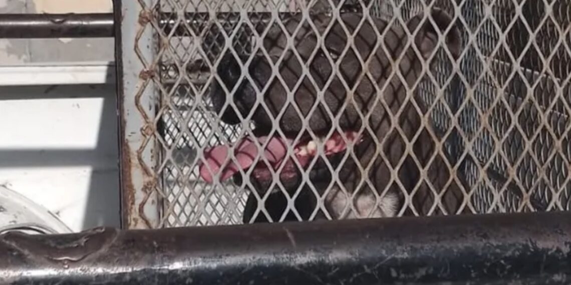 El fallecimiento de la pequeña que no soportó la grave lesión se registró la mañana del viernes a las 03:58 horas.