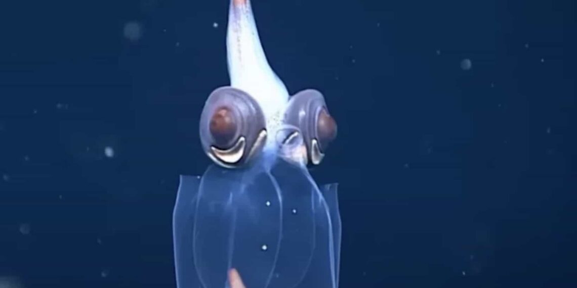 Las imágenes muestran los órganos internos del calamar, e incluso, como mueve sus ojos.