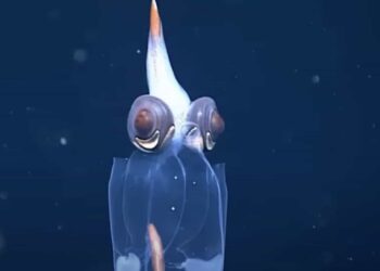 Las imágenes muestran los órganos internos del calamar, e incluso, como mueve sus ojos.