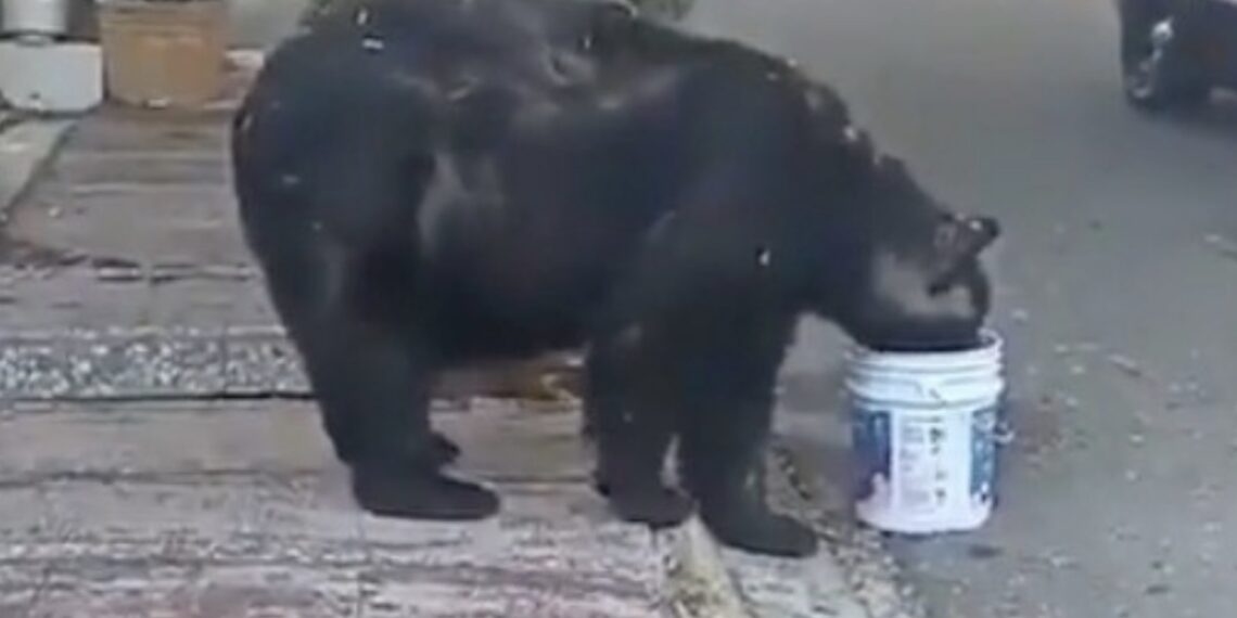 Debido al incremento de osos en la zona metropolitana de Monterrey, vecinos de la colonia Satélite adoptaron a un oso que siempre los visita, mismo al que apodaron “Charmin”.