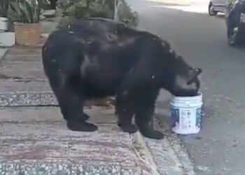 Debido al incremento de osos en la zona metropolitana de Monterrey, vecinos de la colonia Satélite adoptaron a un oso que siempre los visita, mismo al que apodaron “Charmin”.