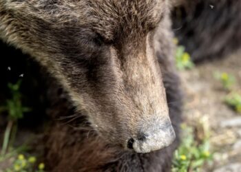 Se desarrolló un incidente en el Parque Nacional Banff de Alberta cuando dos personas perdieron trágicamente la vida en el ataque de un oso grizzly