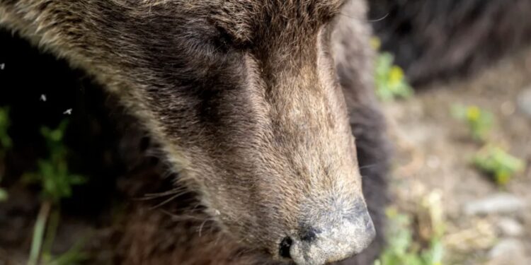 Se desarrolló un incidente en el Parque Nacional Banff de Alberta cuando dos personas perdieron trágicamente la vida en el ataque de un oso grizzly
