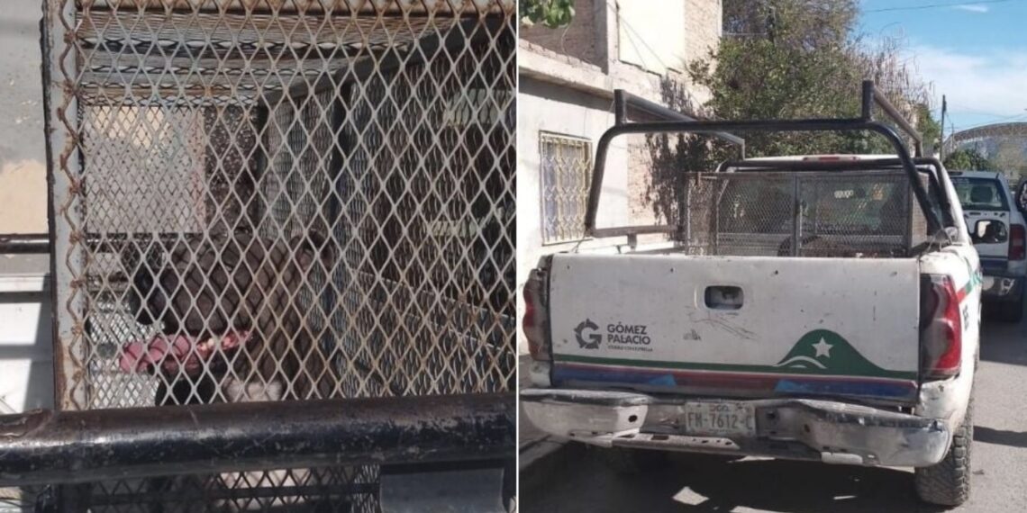 El perro le provocó heridas graves en el cuello, rostro y cráneo a la bebé, podría ser sacrificado.