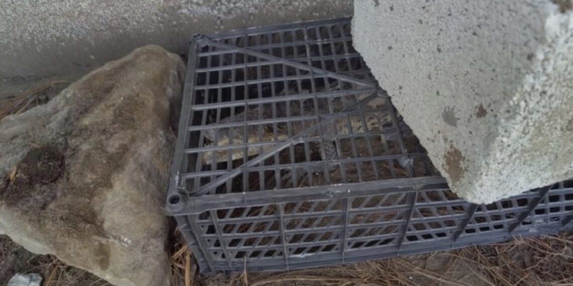 Los equipos de emergencia en Puebla acudieron al lugar para poner en resguardo al animal